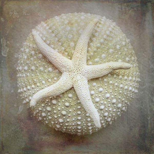 Washington State-Seabeck Sea star on sea urchin